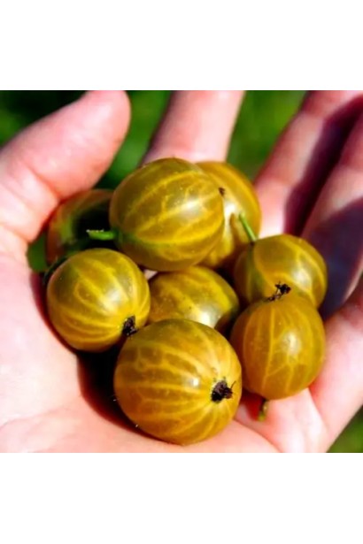 Жовті ягоди агрусу ‘Славута’ крупним планом